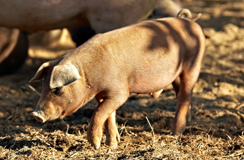 SWINE-DLED – THE STORY OF A COCKTAIL SAUSAGE THAT COULDN’T